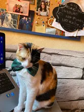 Bozal transpirable Para perros y gatos, mascarilla antimordeduras, máscara Para la boca Para gatitos y mascotas, bozal Para limpieza de baños de gatos, herramienta Para Gat