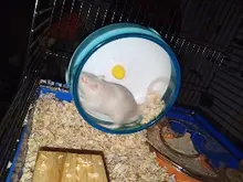 Rueda silenciosa para correr para hámster, juguetes para hámster SIRI, cerdito holandés, accesorios para correr