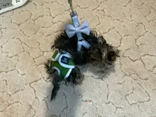 Conjunto de Correa y arnés para perro, lazo suave y ajustable de doble capa para mascota pequeña mediana, correa para caminar al aire libre