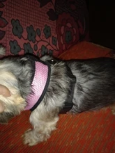 Arnés tipo chaleco para perro arnés de nailon transpirable suave ajustable para perros, chaleco de malla para perros, Collar para cachorro, correa de pecho para perro mascota