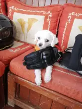 Motorcycle-Gloves Protective-Gear Touch-Screen Riding Iron Jia's Breathable Summer Men