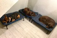 Cama de perro grande de 3 colores, estera de tela Oxford plegable portátil para mascotas, alfombrilla antideslizante de viaje impermeable para coche, sofá y muebles