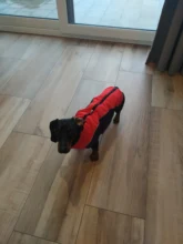 Coat Pet-Dog-Jacket Dogs French Bulldog Waterproof Chihuahua Winter Puppy-Vest Small