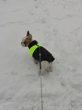 Vest Jacket Pets-Clothing Pug-Coat Puppy Dogs French Bulldog Waterproof Small Winter
