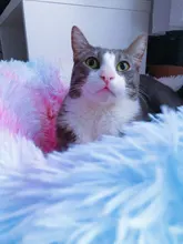 Cama de perro caliente de lana ronda perro perrera casa larga felpa invierno mascotas camas para perros medianos grandes perros gatos cojín del sofá suave esteras