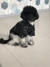 Jacket Dog-Coat Puppy Eagle-Pattern Waterproof Outdoor Outerwear Pet Small Soft Fashion