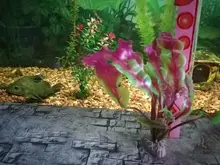 Aquarium-Accessories Decoration Materials Fish-Tank Artificial Green 20cm PVC Plants