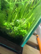 Plant-Decoration Hemianthus Aquarium Glossostigma Water-Plant Grass-Lawn Fish-Tank Mini