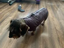 Jacket Vest Puppy-Clothing Pug-Coat Small Dogs Chihuahua Waterproof Winter Teddy Pet-Dog