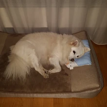 Pet-Pillow Dog-Mat Dogs-Supplies Puppy Cat New And Teddy Bear-Pomeranian