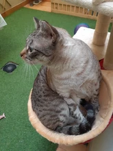 Cat Hammock Pet-Bed Hanging Sleeping-Kennel Install-On-Cat-Tree Soft Plush Dia Big-Capacity