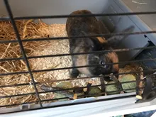 Toys Hanging-Cage Hamster Teeth-Grinding Rabbit-Tree Grass-Ball Branch Pet