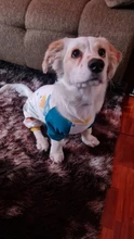 Pyjama Clothing Dog-Puppy-Jumpsuit Sleepingwear Warm Dogs Yorkshir-35 for Small Cat Medium