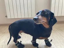 Dog-Shoes Socks Dogs Chihuahua Yorkie Snow Anti-Slip Small Winter Warm for Cats Thick