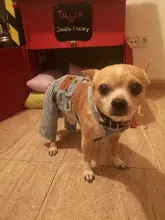 Jeans Clothing Jacket Coat Dog-Costume Puppy Dogs Small Denim Pet Medium for Chihuahua