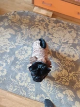 Pet-Dog-Clothes Jacket Puppy Coat Small Dogs Christmas Chihuahua Fleece Winter Warm Autumn