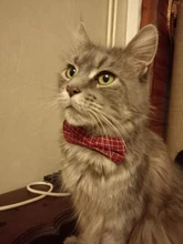 Corbata ajustable para perros, gatos, cachorros, corbatas para bodas, decoración para fiestas, corbatas para mascotas