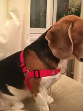 Arnés de nailon sin tirones para perro, arneses de perro mascota ajustables, chaleco para perros medianos y grandes, Pitbull Bulldog, Pastor Alemán, S-XL, negro