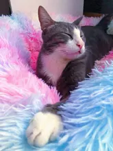 Cama de perro caliente de lana ronda perro perrera casa larga felpa invierno mascotas camas para perros medianos grandes perros gatos cojín del sofá suave esteras