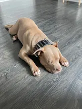 Pet-Dog-Collar Studded Wide-Spikes Doberman Pitbull 3inch for Large Breeds Pitbull/Doberman/M/..