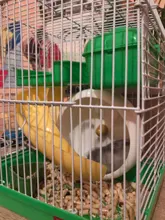 Creativo rueda para hámster silencio rotativo correr rueda de ejercicio Animal PEQUEÑO ejercicio suministros de plástico de PP de accesorios para mascotas