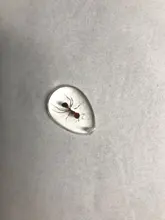 Ant HD Acrylic Specimen Ant Nest Decoration Accessories Unique Ant Souvenir Gift