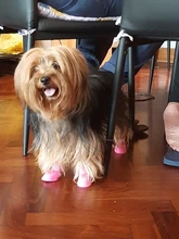 Zapatos antideslizantes para mascota de perro de lluvia, botas de goma impermeables para chihuahua, calzado para exteriores, calcetines para perro