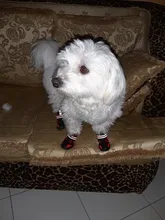 Boots Pet-Shoes Dog Large Waterproof Anti-Skid Small Winter Golden Warm Big 8-Sizes Wear-Resistant