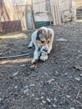 2019 nueva lindo juguetes de peluche squeak Lobo mascota conejo animal perro de peluche de juguete para masticar con chirrido silbando involucrado ardilla perro Juguetes