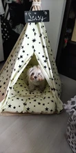 Cat Bed House Teepee Cushion Pet-Tent Puppy Available Outdoor Portable For Dog with Thick
