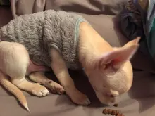 Jacket Outfits Dog Coat Pug-Costume Small Dogs Soft Chihuahua Cartoon Fleece Winter Warm