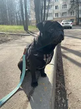 Estampado bonito verano mascotas camiseta perro ropa chaleco para gatos mascota camiseta T Shirt de algodón perro trajes de vestir ropa de perro para perros pequeños