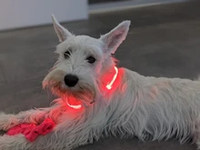 Dog-Collar Flashing Pet-Dog Glowing Night-Safety Rechargeable Luminous LED Usb