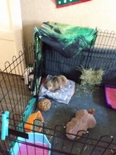 Bed-Mats Dog-Urine-Pad Puppy-Pee Pet-Training Waterproof Reusable for Usa-Stock Fast-Absorbing-Pad-Rug