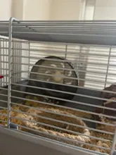 Hamster Wheel Treadmill Transparent Silent Jogging Small Pet-Supplies