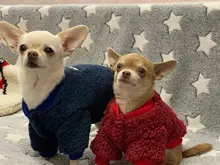 Ropa para perros de lana y Chihuahua, Ropa de invierno para mascotas pequeñas y medianas