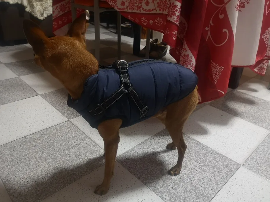 MoNiBloom Hundegeschirr Für Kleine Hunde – Weich Gepolstert, Atmungsaktiv, Verstellbar, Größe S (Hals 33 Cm, Brust 35-45 Cm)