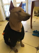 HOOPET Large Coat Down-Jacket Winter New Warm Autumn for Dogs Dog-Prints Overalls Leisure-Style