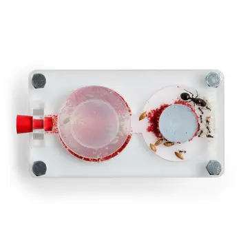 

Mini Anthill Queen Mushroom-9x6x1,3 cm (Queen included Shipping)