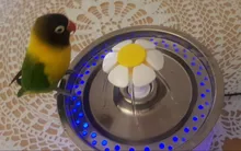 Drinking-Bowl Auto-Feeder Water-Dispenser Water-Fountain Cat Automatic Dog Pet-Usb Super-Quiet