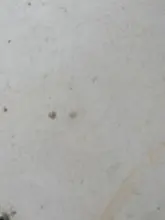 Luz de noche Sensor de movimiento inteligente PIR para asiento de inodoro, para inodoro retroiluminación LED, lámpara Luminaria para WC, 8/16 colores