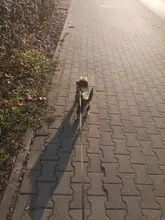 De invierno para mascotas ropa de perro francés mascota Bulldog cálido Chaleco con arnés abrigo perro ropa chaleco pequeño mediano para perros