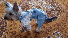 Jeans Clothing Jacket Coat Dog-Costume Puppy Dogs Small Denim Pet Medium for Chihuahua