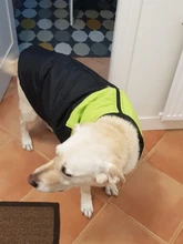 Dog-Jacket Puppy Dogs French Bulldog Waterproof Vest Hoodies Pet-Dog Small Winter Large