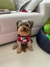 Ropa de verano para perros pequeños, Camiseta de algodón para gatos y perros, chaleco para cachorros, camisas para Chihuahua y Yorkshire, productos para mascotas