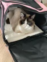 Dog-Carrier-Bag Travel-Bags Dog-Backpack Transport Soft-Side Airline-Approved Cats Small