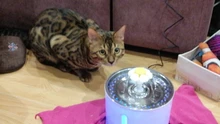 Fuente de agua automática para gatos y perros, alimentador para beber con filtro de carbón activo, tazón de bebida, dispensador eléctrico para gatos con alimentación USB fonte de agua para gato bebederos para perros