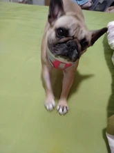 Harness Vest Pet-Products Collar Soft-Lining Walking-Training Reflective Adjustable Small