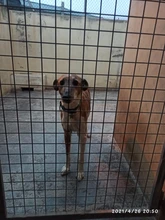 Etiquetas personalizadas para perro y gato, colgante con nombre del número de teléfono, Collar, accesorios para mascotas, pentagrama