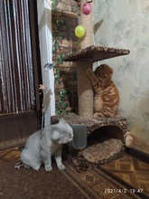 Pet-Products Brush Comb Cats-Brush-Corner Cat-Massage Self-Groomer Tickling The-Face